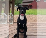 Small #1 Labrador Retriever-Plott Hound Mix