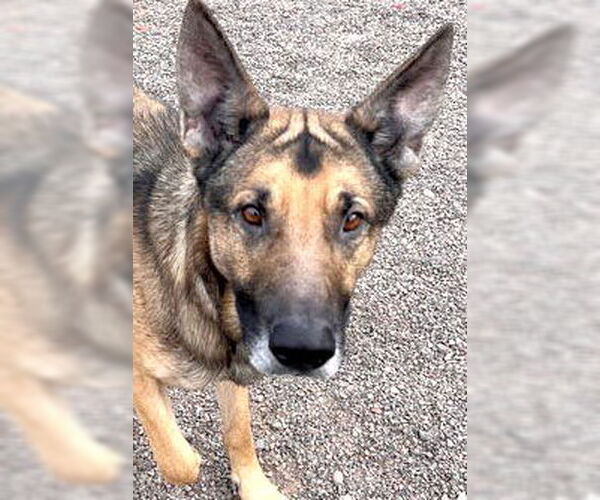 Medium Photo #2 German Shepherd Dog-Unknown Mix Puppy For Sale in Webster, WI, USA