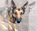 Small #1 German Shepherd Dog Mix