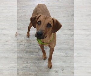 Professor Red - Male Labrador Retriever-Unknown Mix Dog for Adoption - Photo #24