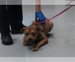 Small Mutt