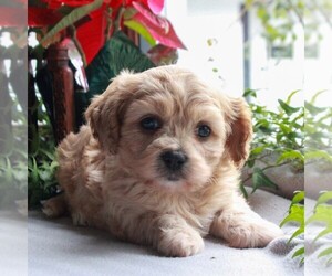 Cavachon Puppy for sale in MORGANTOWN, PA, USA