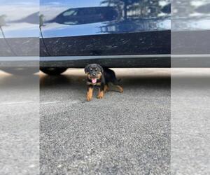 Rottweiler Puppy for sale in BARRINGTON, IL, USA