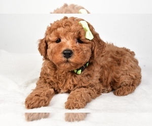 Poodle (Toy) Puppy for sale in LOWELL, MA, USA