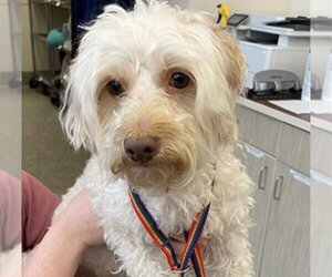 Poodle (Miniature)-Unknown Mix Dogs for adoption in Fort Collins, CO, USA