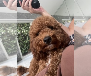 Father of the Cavapoo (Standard) puppies born on 07/13/2026