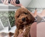 Small Photo #1 Cavapoo (Standard) Puppy For Sale in MIAMI, FL, USA