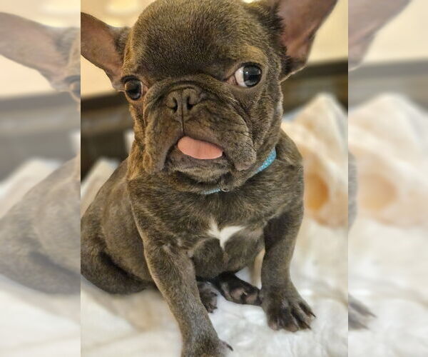 Medium Photo #3 French Bulldog Puppy For Sale in Lake elsinore, CA, USA