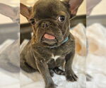 Small #2 French Bulldog