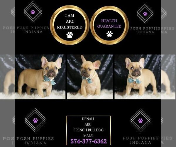 Medium Photo #2 French Bulldog Puppy For Sale in WARSAW, IN, USA