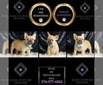 Small #1 French Bulldog