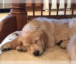 Small Photo #16 Golden Retriever Puppy For Sale in WEBSTER CITY, IA, USA