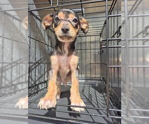 Mutt Dogs for adoption in San Antonio, TX, USA
