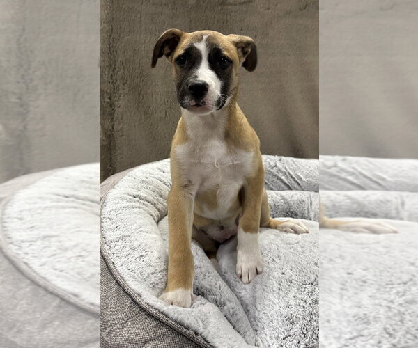 Medium Photo #12 German Shepherd Dog-Unknown Mix Puppy For Sale in Lakewood, CO, USA