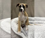 Small #11 German Shepherd Dog Mix