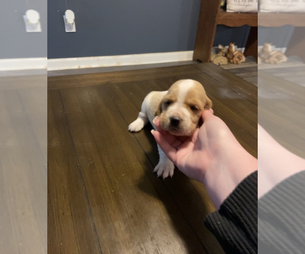 Medium Photo #1 Basset Hound Puppy For Sale in PULASKI, TN, USA