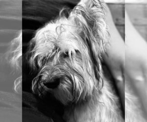 Thunder - Male Maltese-Unknown Mix Dog for Adoption - Photo #5