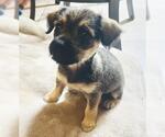 Small Mutt