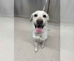 Labrador Retriever Dogs for adoption in Fairbanks, AK, USA