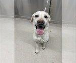 Small Labrador Retriever