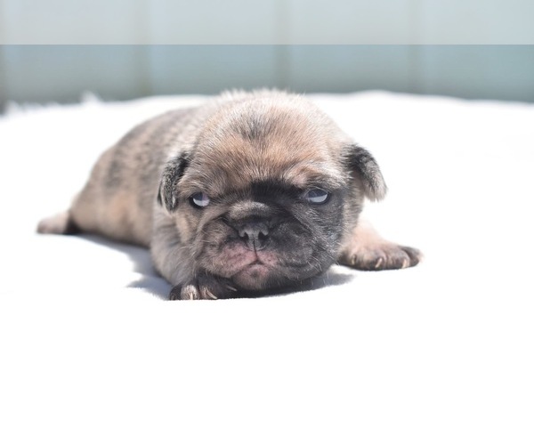 Medium Photo #7 Pug Puppy For Sale in PALM COAST, FL, USA