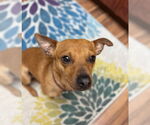 Small #1 Chihuahua Mix