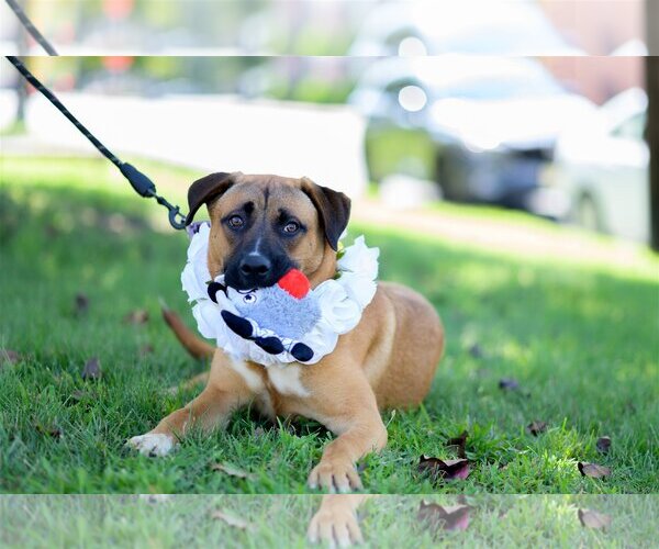 Medium Photo #6 German Shepherd Dog-Unknown Mix Puppy For Sale in Perth Amboy, NJ, USA