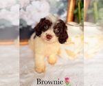 Small #1 Cockapoo