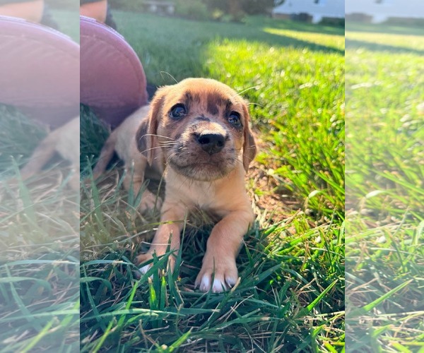 Medium Photo #4 Golden Dox Puppy For Sale in Roxboro, NC, USA