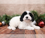 Small #1 Cavapoo (Toy)