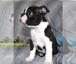 Small #9 Boston Terrier