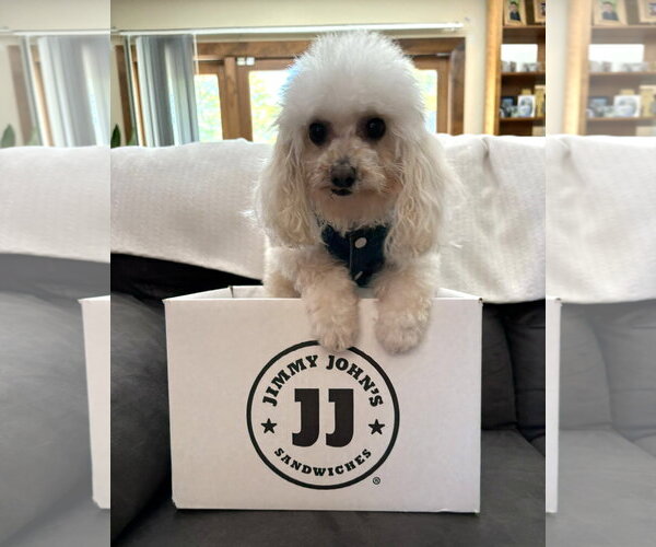 Medium Photo #10 Poodle (Toy) Puppy For Sale in Wheaton, IL, USA