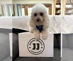 Small #9 Poodle (Toy)