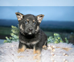 Small Photo #17 German Shepherd Dog Puppy For Sale in REBERSBURG, PA, USA