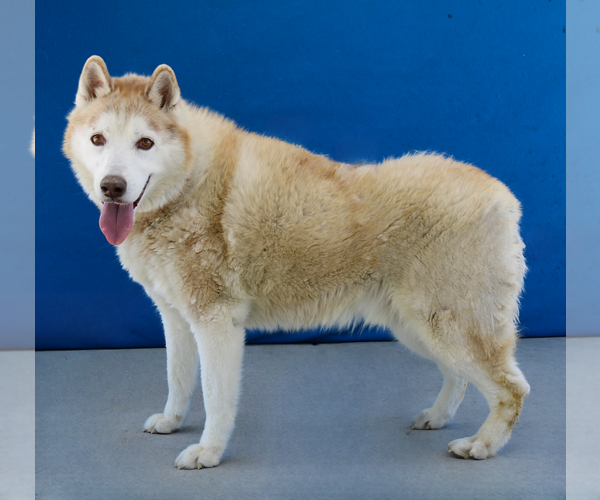 Medium Photo #2 Siberian Husky Puppy For Sale in Pasadena, CA, USA