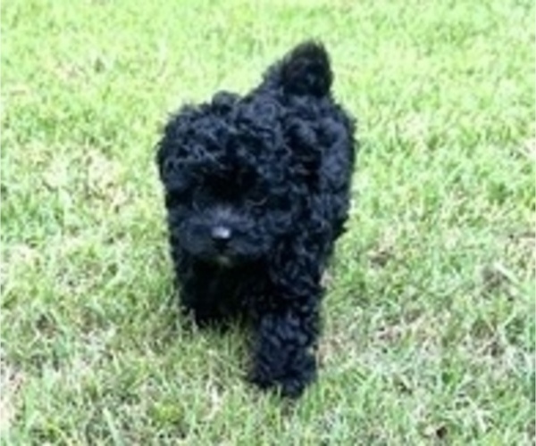 Medium Photo #6 Maltipoo Puppy For Sale in CANTON, GA, USA