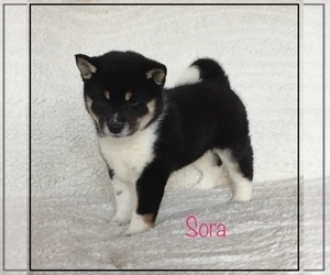 Shiba Inu Puppy for Sale in FULTON, Missouri USA