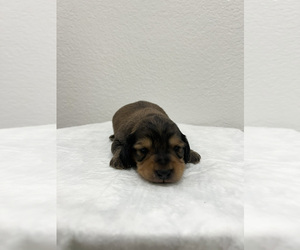 Saint Bernard Puppy for sale in GRANITE BAY, CA, USA