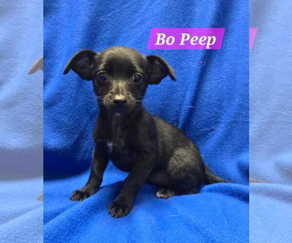 Medium Photo #1 Mutt Puppy For Sale in Modesto, CA, USA
