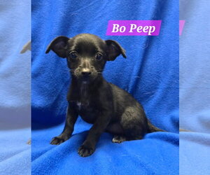 Mutt Dogs for adoption in Modesto, CA, USA