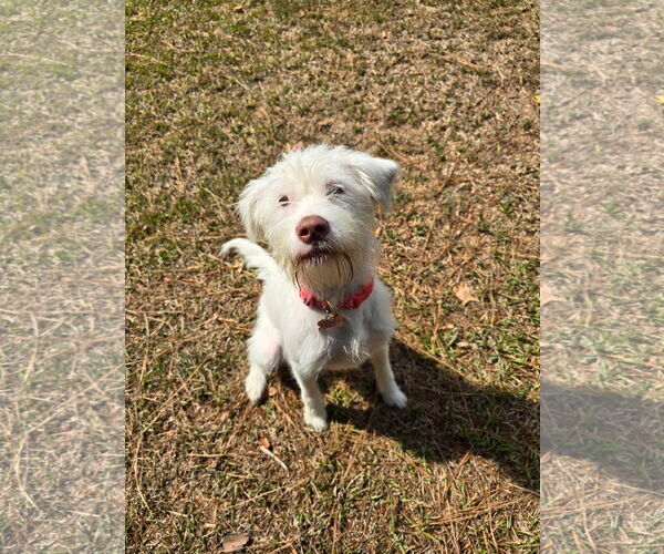 Medium Photo #2 Maltese-Unknown Mix Puppy For Sale in Texarkana, TX, USA