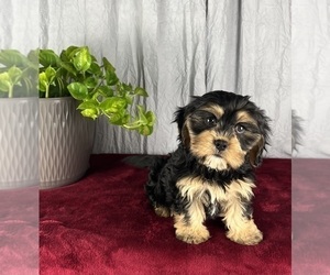 Cavanese Puppy for sale in GREENWOOD, IN, USA