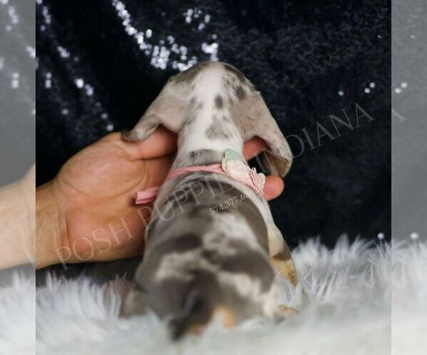 Medium Photo #4 Dachshund Puppy For Sale in WARSAW, IN, USA