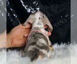 Small #3 Dachshund