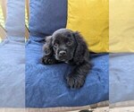 Small #6 Cock-A-Poo-Cocker Spaniel Mix