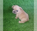 Small Photo #21 French Bulldog Puppy For Sale in HOFFMAN ESTATES, IL, USA