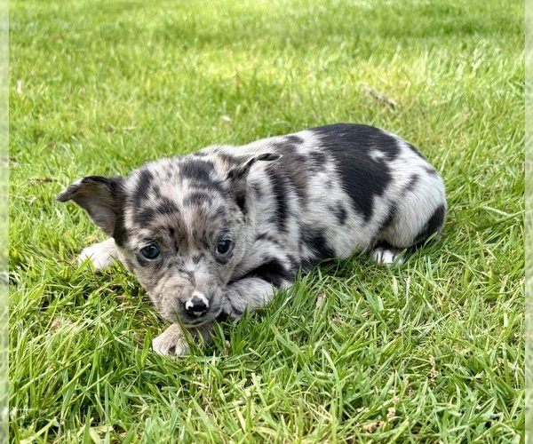Medium Photo #4 Chihuahua Puppy For Sale in FAIR HAVEN, MI, USA