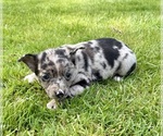 Small #3 Chihuahua