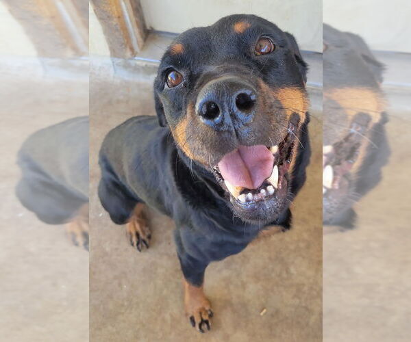 Medium Photo #1 Rottweiler Puppy For Sale in San Antonio, TX, USA