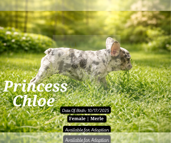 Medium Photo #5 French Bulldog Puppy For Sale in FAYETTEVILLE, GA, USA
